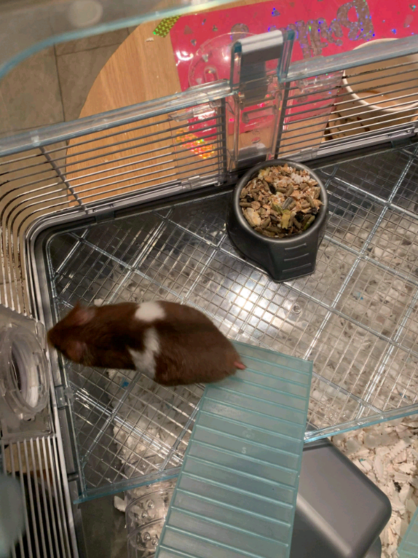 syrian hamster gumtree